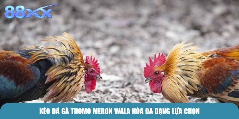 Kèo Đá Gà Thomo Meron Wala hòa đa dạng lựa chọn